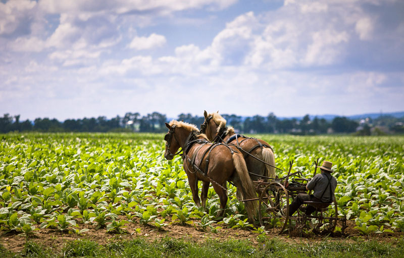 amish working on a farm